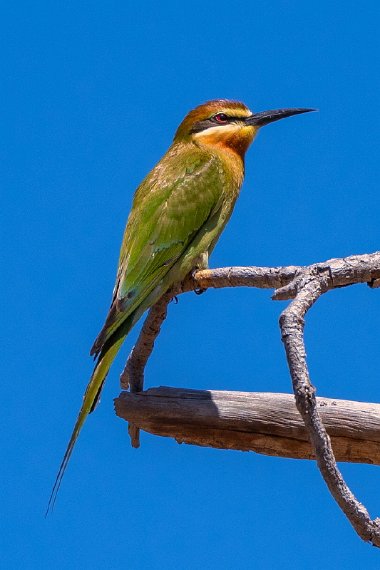 040 Isalo NP, madagaskarbijeneter.jpg